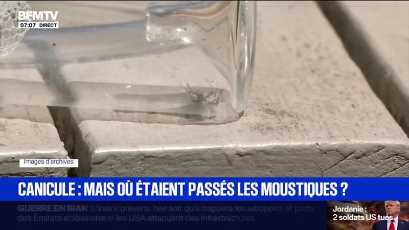 Avec les périodes de fortes chaleurs, les moustiques ont déserté