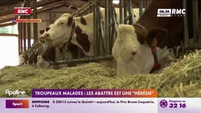 Dermatose nodulaire : abattre les troupeaux, une "hérésie" selon les syndicats
