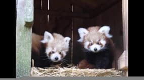 Deux pandas roux font leurs premiers pas au zoo de Bordeaux-Pessac
