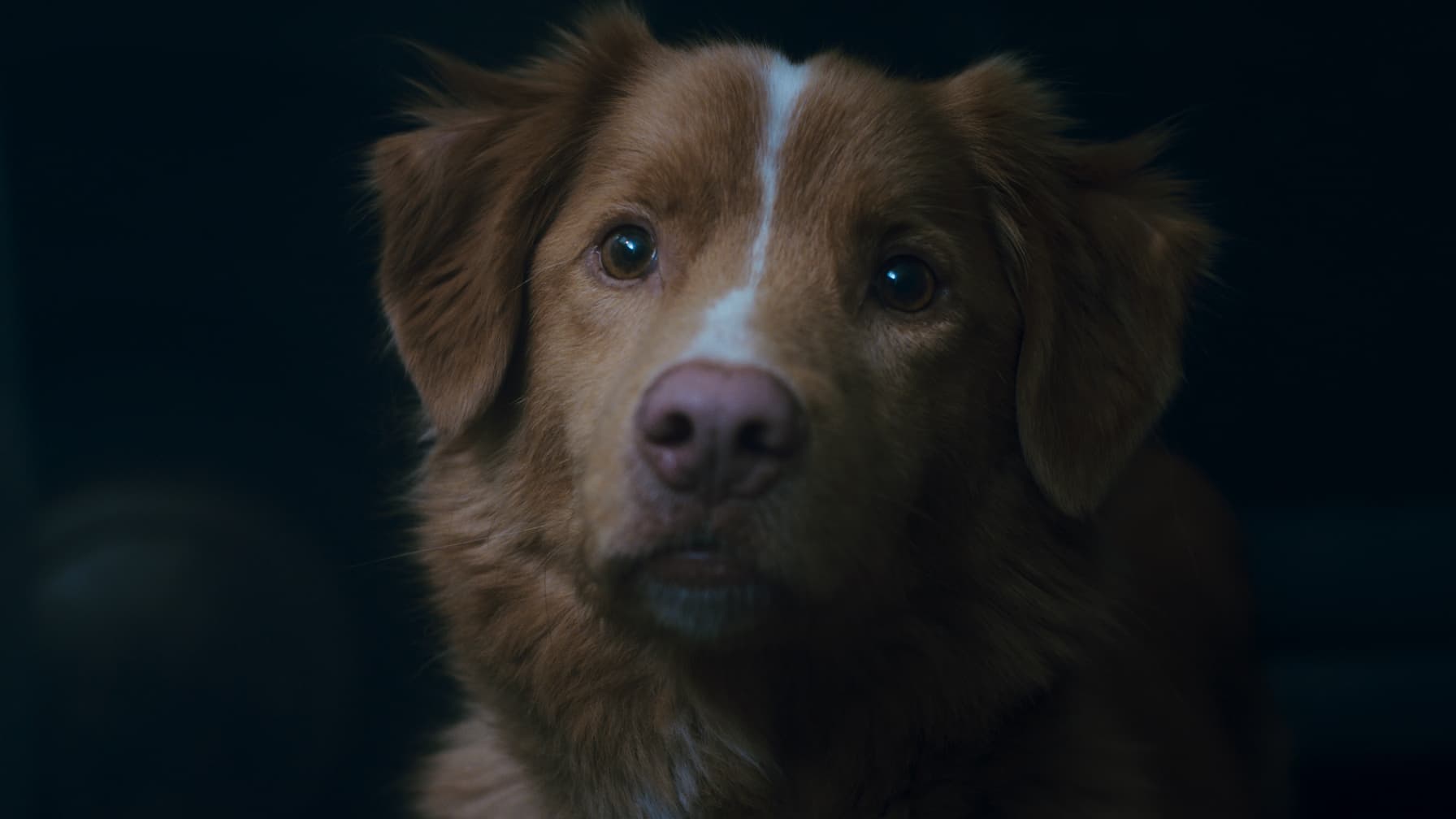 "GOOD BOY": POURQUOI CE FILM D'HORREUR À HAUTEUR DE CHIEN NE SORT QUE 48 HEURES AU CINÉMA