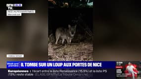 Nice: il se retrouve nez-à-nez avec un loup