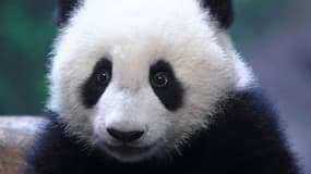 Un panda dans le Safari Park de Chimelong à Guangzhou, en Chine. Les pandas sont si mignons qu'ils attirent de nombreux visiteurs.