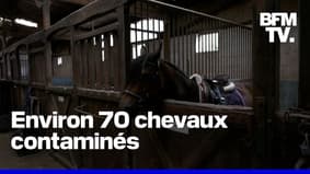 Une épidémie de rhinopneumonie a tué 10 chevaux en France 