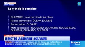 Lou Cafè Prouvençau: "Oulivaire", le mot de la semaine