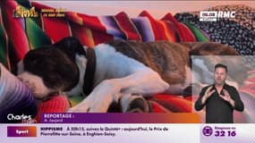 Ces propriétaires d'animaux qui pratiquent le "cododo"
