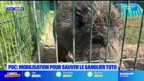 Pas-de-Calais: mobilisation pour sauver le sanglier Toto