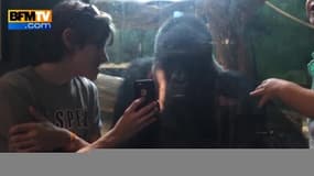 Un gorille découvre des photos de ses congénères