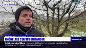 Rhône: les cerises en danger?