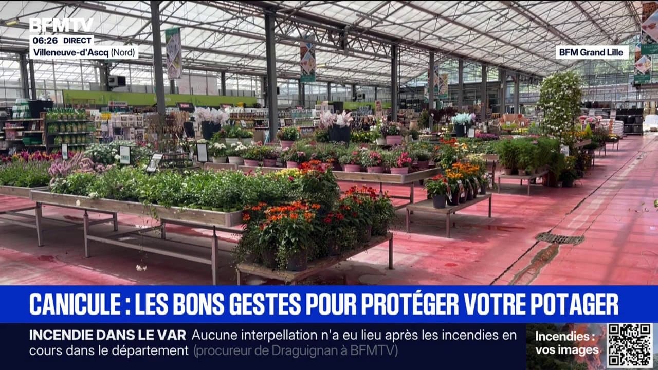 Canicule: comment bien protéger vos plantes des fortes chaleurs
