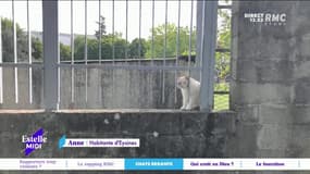 RMC s’engage pour vous : Le calvaire des chats errants - 23/09