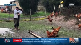 Restriction du nombre de personne à Noël: coup dur pour les éleveurs de chapon, viande phare du réveillon