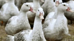 Des canards confinés dans une ferme située à environ 10 kilomètres de la zone sud-ouest touchée par la grippe aviaire à Bourriot-Bergonce dans les Landes, le 22 février 2017
 