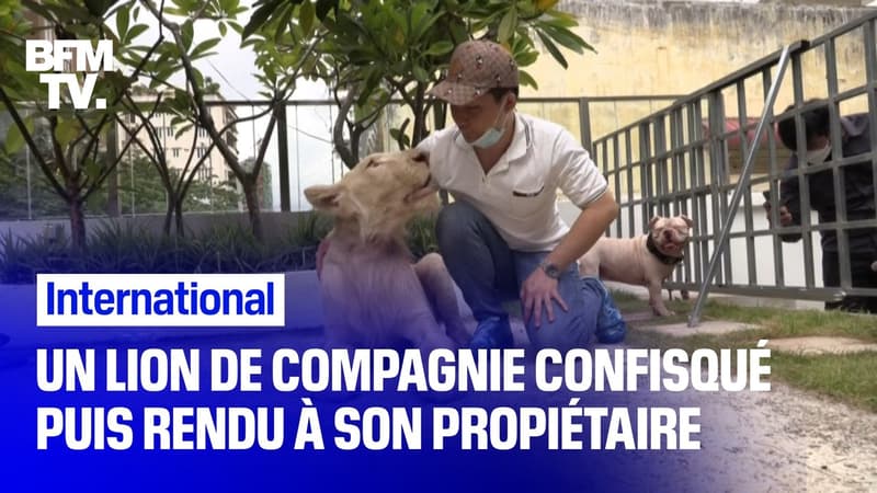 Un lion de compagnie confisqué par les autorités puis rendu à son propriétaire au Cambodge