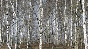 Les pollens de cet arbre "seront présents sur l'ensemble du territoire et provoqueront un risque allergique élevé à très élevé.