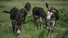 Des ânes broutent de l'herbe à Mogosani, une petite bourgade de la province sud-africaine du Nord-Ouest, le 9 février 2017