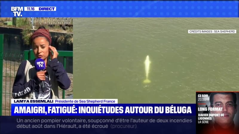 Béluga piégé dans la Seine: 