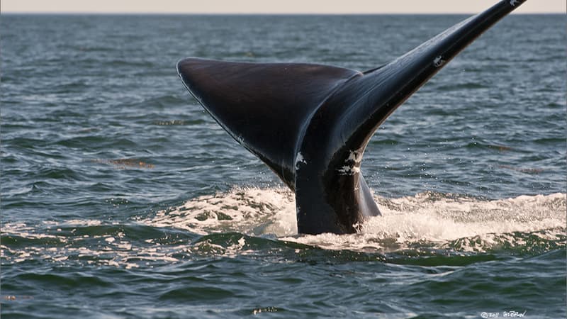 La queue d'une baleine noire.