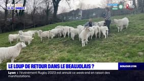 Beaujolais: deux attaques de chèvres recensées, une enquête ouverte