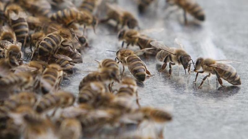 Des abeilles (image d'illustration)