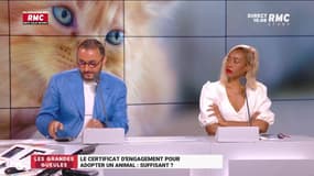 Un certificat d'engagement pour adopter un animal !  Stéphane Manigold : "Si tu veux mesurer l'inefficacité d'une loi, tu prends celle-ci !"