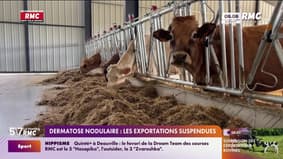 Dermatose nodulaire : les exportations de bovins suspendues 