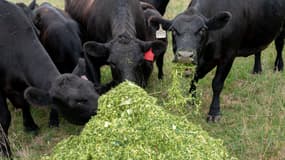 Des vaches Angus