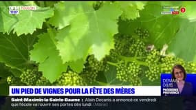 Pour la fête des mères, il est possible d'offrir un pied de vigne sur un domaine du Var