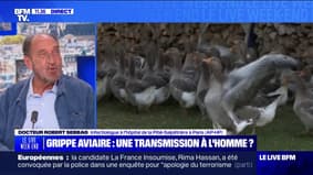 "Le risque c'est que ce virus H5N1 s'humanise et devienne très contagieux": Robert Sebbag, infectiologue à l'hôpital de la Pitié-Salpêtrière décrypte la propagation de la souche H5N1 de la grippe aviaire