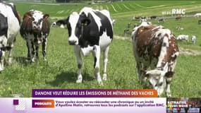 Danone veut réduire les émissions de méthane des vaches 