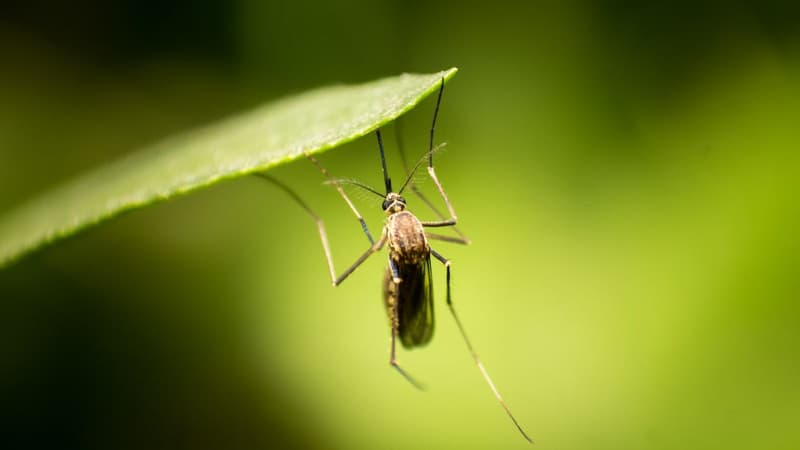 Ce rideau anti-moustique va vous sauver la mise durant tout l'été