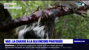Var: la chasse à la glu encore pratiquée par des chasseurs malgré l'interdiction