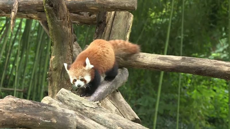 Les pandas roux ont été retrouvés dans des caisses à l'intérieur d'une camionnette.