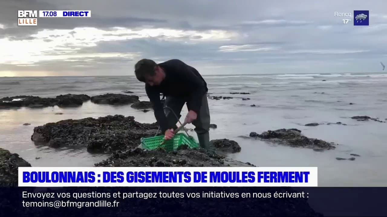 Ou Cueillir Des Moules Sur La Cote Dopale 2022