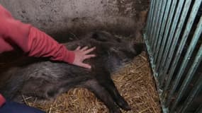 La sanglier "Maurice", ici le 3 novembre 2025, ne sera finalement pas abattu.