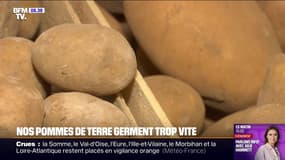 Les pommes de terres germent plus vite depuis l'interdiction du chlorprophame en 2020