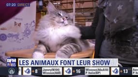 Sortir à Paris : le "Paris Animal Show" les 13 et 14 janvier à Paris Expo, porte de Versailles