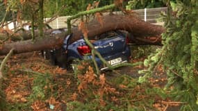 Un arbre est tombé sur un véhicule inoccupé en raison des orages ce samedi 29 juillet dans la Drôme.