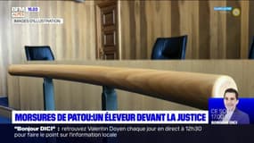 Morsures de Patou dans le Queyras: un éleveur devant la justice