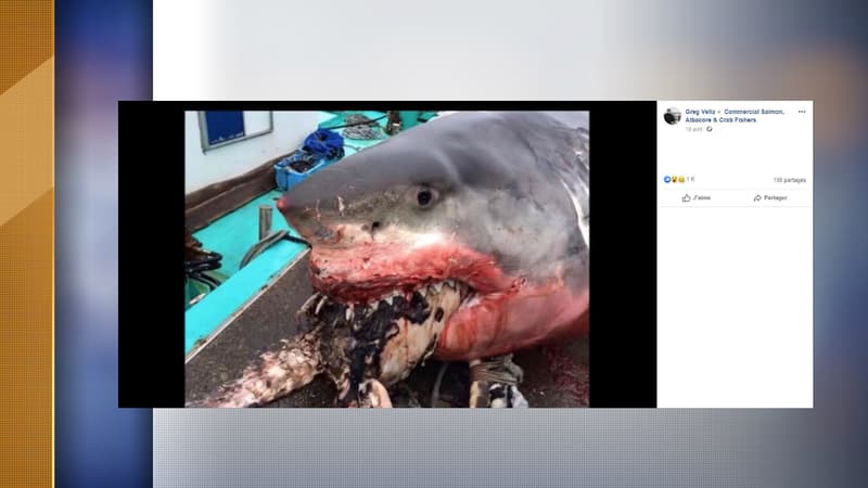 Le requin a été retrouvé mort avec une tortue coincé entre ses crocs.