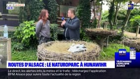 Routes d'Alsace: à la rencontre de cigogneaux au Naturoparc à Hunawihr