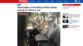 Sam Box a tenu à envoyer cette photo d'un koala au volant de la voiture au site d'information 9news.com, tant il était lui-même incrédule. 