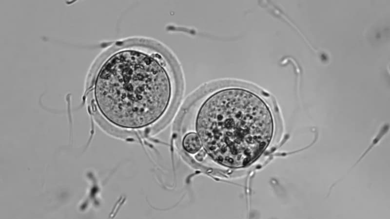 La molécule Junon a été découverte par des chercheurs britanniques.