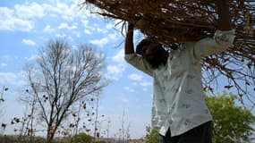 Shaikh Imran, dont le frère Shaikh Latif Sheru s'est suicidé en raison de prêts financiers croissants, ramasse des plants de coton desséchés sur leur exploitation agricole dans le village de Mochi Pimpalgaon, dans le district de Beed, dans l'État du Maharashtra en Inde. 