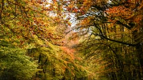 La forêt du Mont Beuvray, dans le Morvan, le 4 novembre 2021 (illustration)