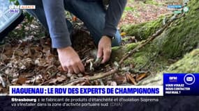 Bas-Rhin: les experts en mycologie réunis à Haguenau