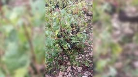 Des vignes abîmées par un orage le 12 septembre 2023 à Odenas, dans le Beaujolais.