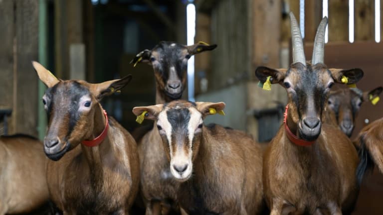 Des chèvres dans une ferme de Saint-Domineuc, le 17 janvier 2024 en Ille-et-vilaine (photo d'illustration).