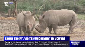 Le zoo de Thoiry rouvre ses portes et propose des visites uniquement en voiture