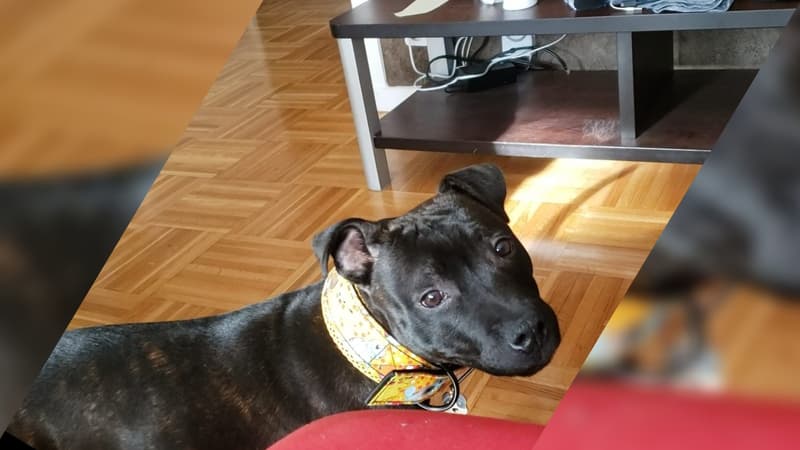 Lyon: un appel à témoins lancé après le vol d'un chiot en plein jour à la Guillotière