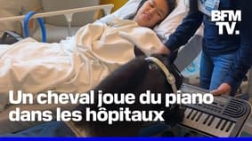 Aux États-Unis, les chevaux jouent au piano dans les hôpitaux pour aider la restauration des patients 